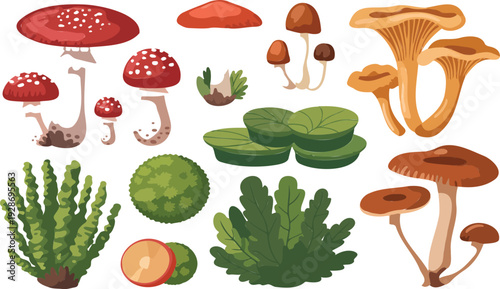 Forest Mushroom and Moss Illustration Set with Fly Agaric, Chanterelle and Green Ground Plants for Nature, Botany and Woodland Design