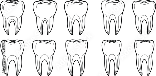 Human Tooth Outline Icon Set with Dental Anatomy Illustration for Dentist Clinic, Oral Care Education and Medical Healthcare Design Collection