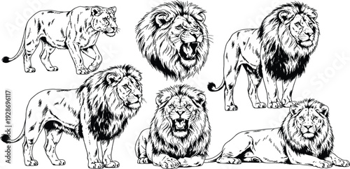 Lion Hand Drawn Illustration Set with Roaring and Standing Big Cat Sketches for Wildlife Tattoo Design, Mascot Logos and Vintage Animal Art Collection