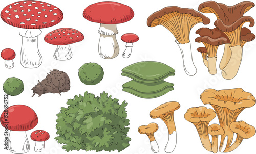 Forest Mushroom and Moss Illustration Set with Fly Agaric, Chanterelle and Green Ground Plants for Nature, Botany and Woodland Design
