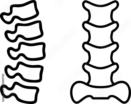 Human Spine Vertebrae Column Anatomical Structure