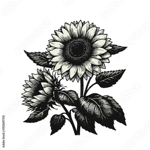 Woodcut Style Sunflowers Botanical Illustration with Detailed Petals and Leaves