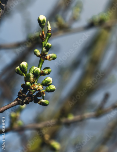 Young Cherry Blossom Buds on Branch in Early Spring, Macro Close-Up with Soft Blue Background