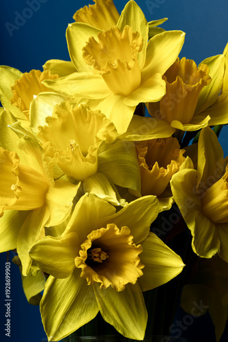 Yellow daffodils' bouquet in glass vase on blue and yellow background, spring floral still life