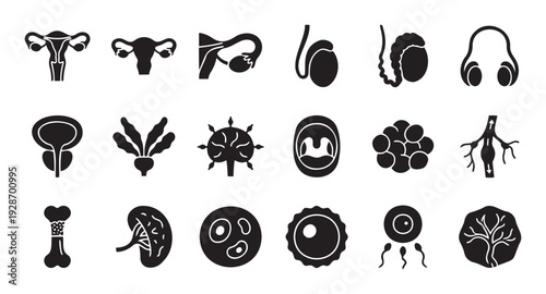 A comprehensive collection of silhouette icons depicting human reproductive system organs, anatomical structures, and developmental stages, perfect for medical, educational, and scientific