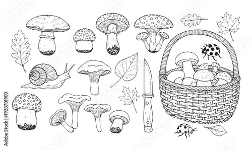 Collection of handdrawn forest elements including various fungi, autumn leaves, a snail, ladybugs, a foraging knife, and a basket of picked mushrooms for naturethemed educational resources