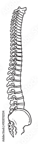Detailed black outline drawing of the human vertebral column providing an accurate anatomical representation for educational and medical purposes to understand skeletal structure.