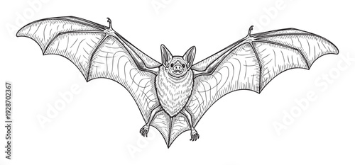 Detailed black and white etching style depiction of a flying bat with wide spread wings, perfect for Halloween celebrations, wildlife themed designs, or educational biology materials.