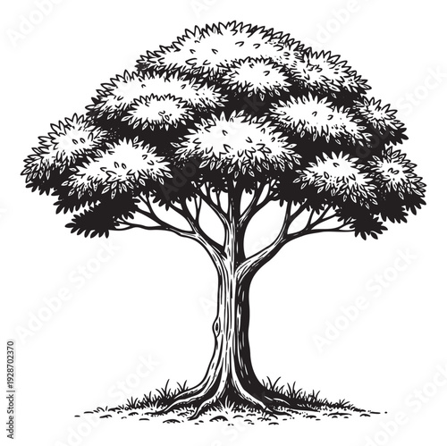 Detailed ink illustration of a sturdy broadleaf tree with lush foliage and visible roots, ideal for environmental projects, nature themed presentations, and organic product packaging