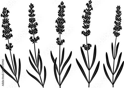 Set of five black silhouette lavender flowers with stems and leaves isolated on white background for floral nature design and aromatherapy vector illustration concepts