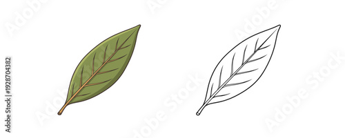 Green bay leaf with veins and black outlines in cartoon style on white background for culinary spice or botanical design elements