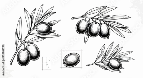빈티지 스타일의 손으로 그린 올리브 가지와 열매 일러스트 세트로, 건강한 지중해 음식, 요리, 자연의 아름다움을 섬세하게 표현하며 다양한 디자인 프로젝트에 활용될 수 있습니다.