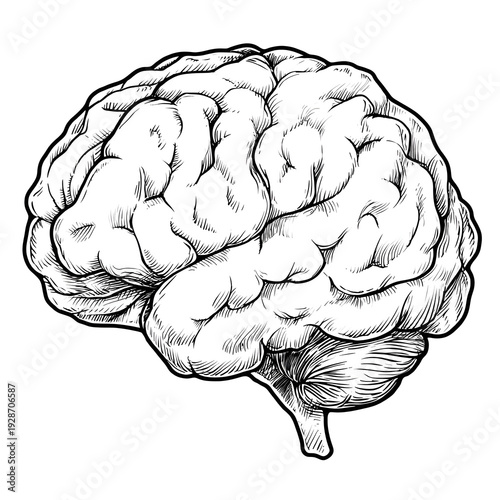 Fototapeta Hand drawn brain sketch representing thinking learning and intel