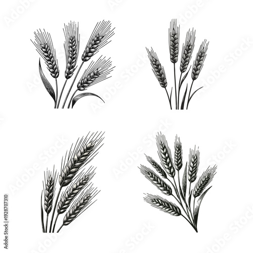 Vintage Wheat and Barley Ears Set. Hand-drawn Engraving Style Grain Illustrations for Agriculture and Harvest.