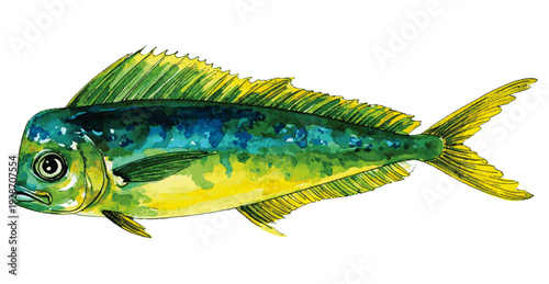 Tropical Mahi-Mahi Fish Realistic Watercolor Painting