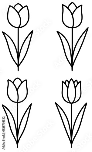 Icon, 4 tulip flower illustrations with outline design