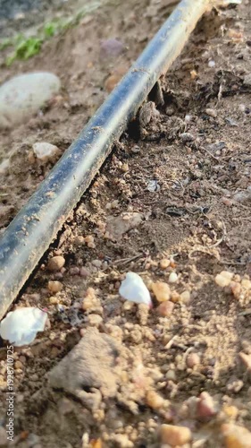 Wallpaper Mural Ants near drip irrigation affecting crops in orchard Torontodigital.ca