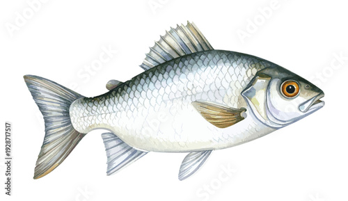 Barramundi Fish Watercolor Illustration