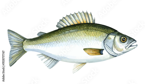 Barramundi Fish Watercolor Illustration