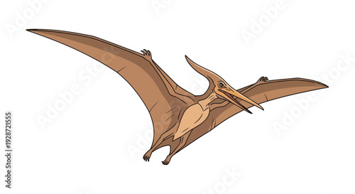 Pterosaur Flying with Wings Outstretched Illustration.