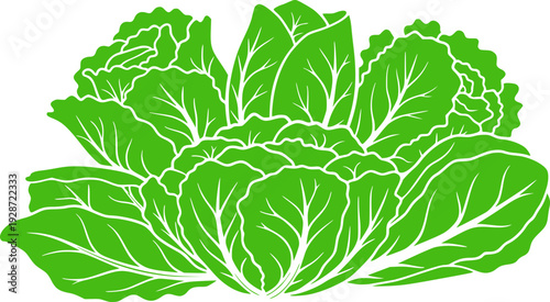 Lettuce and salad cartoon vector of icon.Cartoon vector illustration leaf of lettuce.
