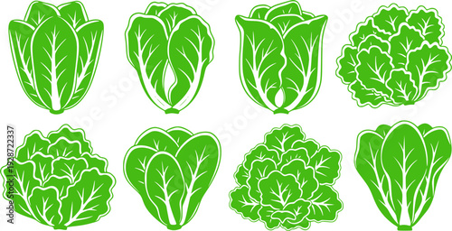 Lettuce and salad cartoon vector of icon.Cartoon vector illustration leaf of lettuce.
