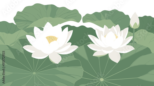 Beautiful white lotus flowers in full bloom with green leaves and a bud growing in a pond shown in soft colors.