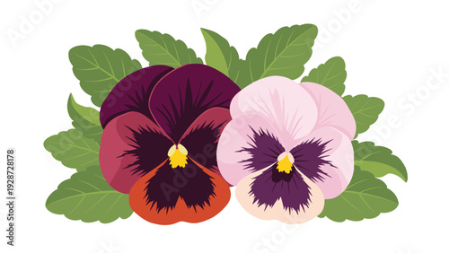 Two colorful pansy flowers in shades of purple pink and orange surrounded by green leaves on a plain white background.