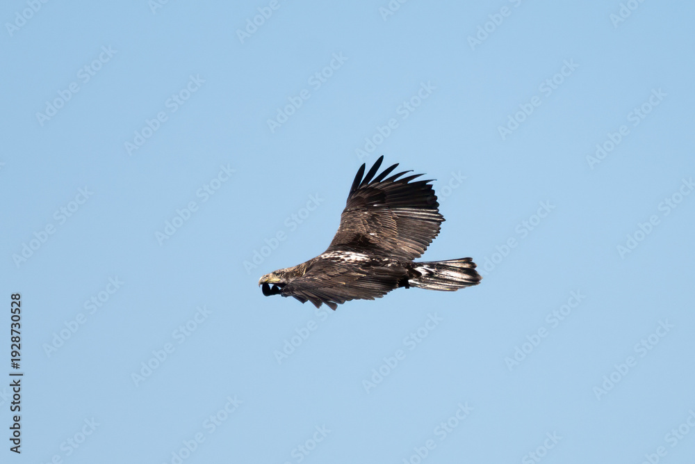 Fototapeta premium Young Bald Eagle has wings spread while soaring high against the blue sky while scouting for food