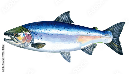 Salmon Fish Watercolor Illustration
