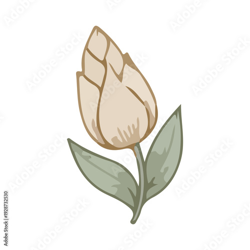 Beige Flower Bud Illustration