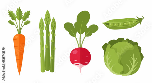 Fresh Vegetable Collection with Carrot Asparagus Radish Pea and Cabbage Illustrations for Healthy Eating