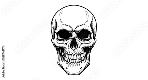 Detailed Black and White Illustration of a Human Skull.