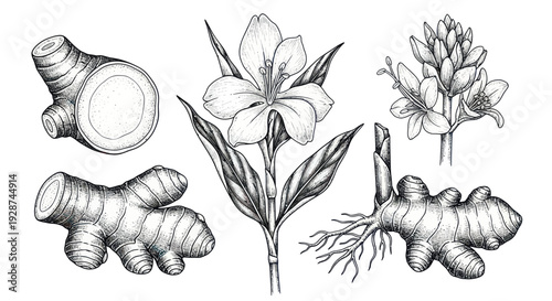 Detailed Botanical Illustration of Ginger Plant and Roots.