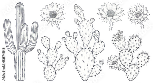Detailed botanical illustration of various desert cacti and their blossoms.