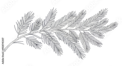 Detailed Hand-Drawn Illustration of a Fir Tree Branch with Needles.