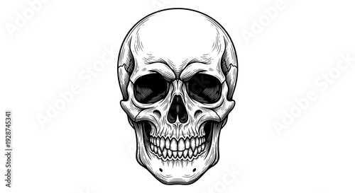 Detailed Human Skull Illustration with Realistic Shading.