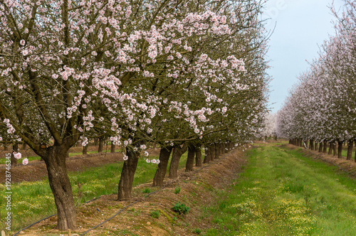 Flowering almond orchard with drip irrigation technology for sustainable agriculture.