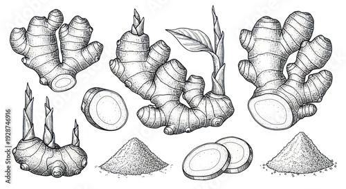 Hand drawn ginger root and powder sketch set.