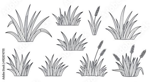 Hand Drawn Sketch Collection of Various Grass and Reed Bushes.