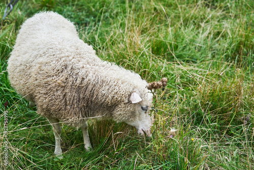 Photography A sheep grazes on a green meadow.