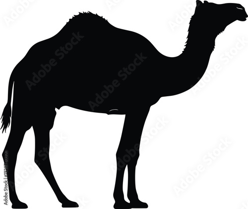 Black camel silhouette standing isolated on white background, dromedary profile with hump, desert animal shadow, arabian mammal vector illustration, safari wildlife, camels, middle east.