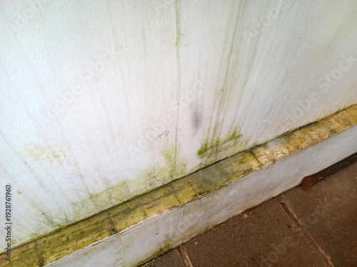 Foto Close up of damp wall base with green mold and mildew stains along white exterior surface near paving stones, showing moisture damage and dirty streaks
