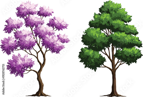 Cad drawing flat vector illustration, purple foliage tree, green foliage tree, botanical contrast, nature comparison, landscape design, plant study, vibrant leaves