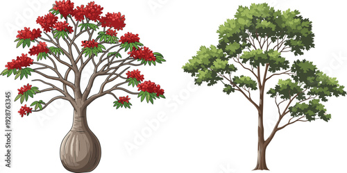 Bottle tree with red flowers, deciduous tree with green foliage, nature comparison, botanical illustration, landscape design, educational plant study, artistic reference