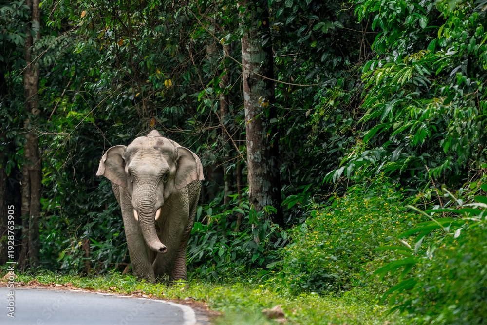 Fototapeta premium Its body is gray, its snout is called the trunk. The trunk of the Asian elephant has only one beak. Nakhon Ratchasima, Thailand.