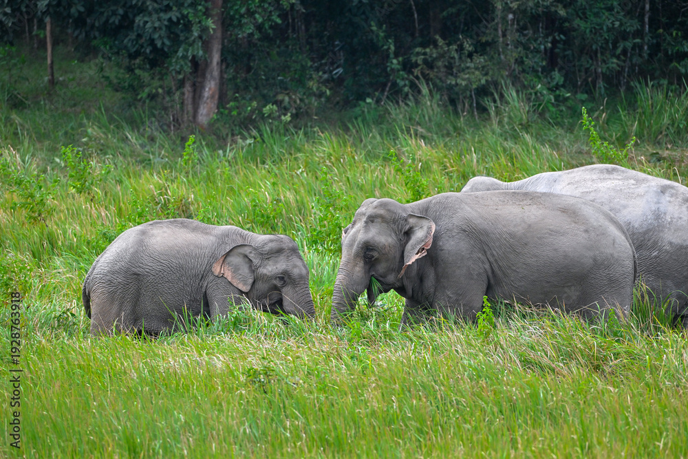 Fototapeta premium Its body is gray, its snout is called the trunk. The trunk of the Asian elephant has only one beak. Nakhon Ratchasima, Thailand.