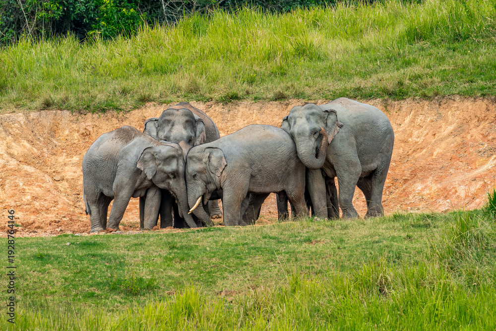 Fototapeta premium Its body is gray, its snout is called the trunk. The trunk of the Asian elephant has only one beak. Nakhon Ratchasima, Thailand.