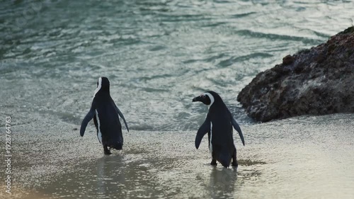 Two African penguins walking to sea from the beach in the stunning sunshine at Boulders Beach Penguin Colony, Simon s Town, Cape Town, South Africa. Wild African nature animals. Amazing creatures