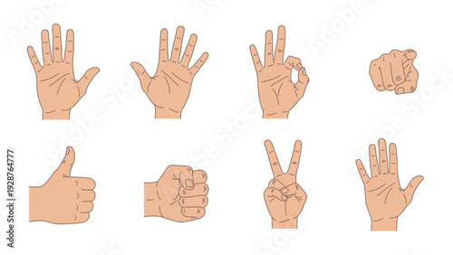 Collection of hand gesture icons and symbols vector illustration featuring thumbs up, peace sign, pointing finger, fist, okay sign, and open palms on white.